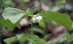 Trillium rugelii