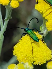 Hypocrites claviger claviger