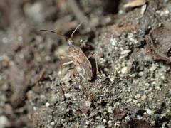 Ozophora occidentalis