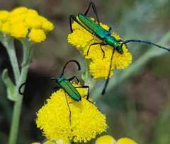 Hypocrites claviger claviger