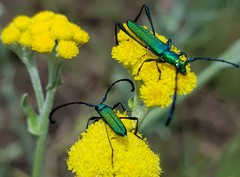 Hypocrites claviger claviger