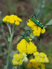 Hypocrites claviger claviger