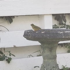 Passerina ciris image