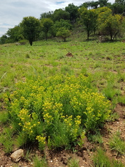 Pearsonia cajanifolia