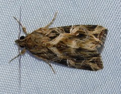 Callopistria yerburii