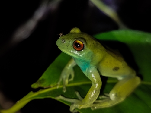 São Bento Canebrake Tree Frog