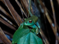 Aplastodiscus lutzorum