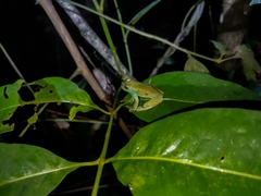 Aplastodiscus lutzorum