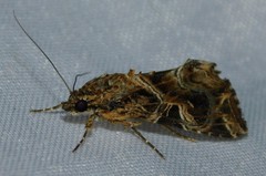 Callopistria yerburii