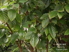 Corylopsis multiflora