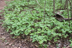 Trillium rugelii