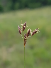 Bulbostylis burchellii