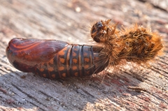 Creatonotos transiens vacillans