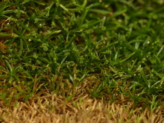 Syrrhopodon texanus