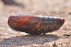 Creatonotos transiens vacillans