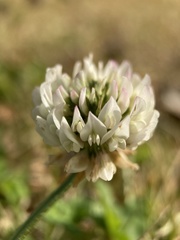 Trifolium repens