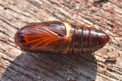 Creatonotos transiens vacillans