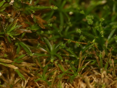 Syrrhopodon texanus