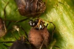 Lysiphlebus testaceipes