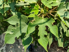 Broussonetia papyrifera