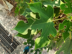 Broussonetia papyrifera