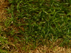 Syrrhopodon texanus
