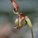 Little Duck Orchid - Photo (c) johneichler, some rights reserved (CC BY-NC), uploaded by johneichler