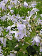 Campanula lactiflora