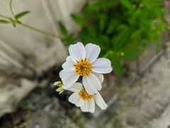 Bidens alba
