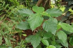 Acalypha hispida