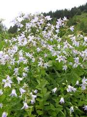 Campanula lactiflora
