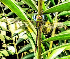 Anax guttatus