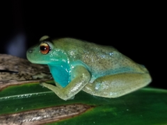 Aplastodiscus lutzorum