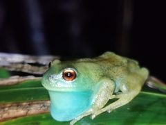 Aplastodiscus lutzorum