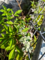 Cleome rutidosperma