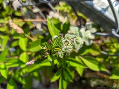 Cleome rutidosperma