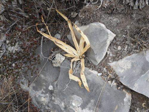 Hemiphylacus latifolius, photograph 2