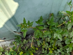 Cleome rutidosperma