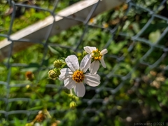 Bidens alba