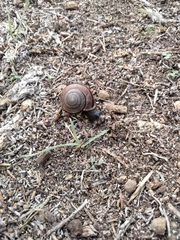 Helminthoglypta ayresiana