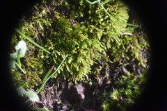 Philonotis capillaris