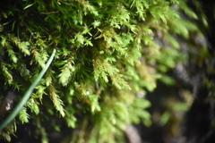 Philonotis capillaris