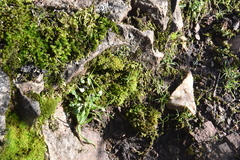 Philonotis capillaris