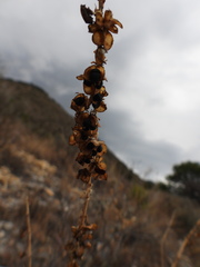 (c) Leticia Jiménez Hernández, some rights reserved (CC BY-SA) Hemiphylacus latifolius, photograph (c) Leticia Jiménez Hernández, some rights reserved (CC BY-SA)