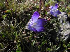 Campanula tridentata biebersteiniana