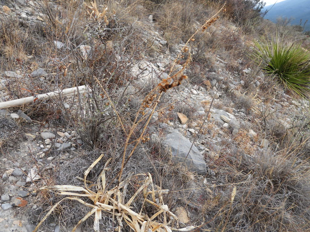 Hemiphylacus latifolius; photograph (c) Leticia Jiménez Hernández, some rights reserved (CC BY-SA)