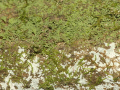 Flakea papillata