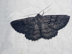 Melanodes anthracitaria