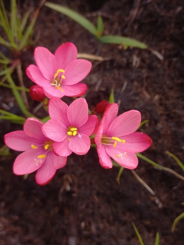 Cherry Satinflower (Geissorhiza seracina)
