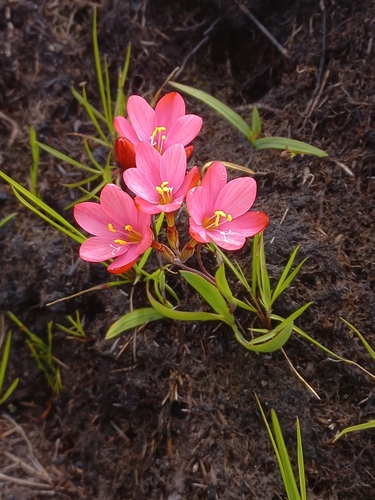 Image of Geissorhiza seracina by (c) Brian du Preez, some rights reserved (CC BY-SA)